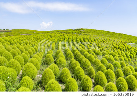 Hitachi Seaside Park in summer, lots of green kochia, Hitachinaka City, Ibaraki Prefecture 106380019