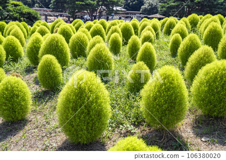 Hitachi Seaside Park in summer, lots of green kochia, Hitachinaka City, Ibaraki Prefecture 106380020