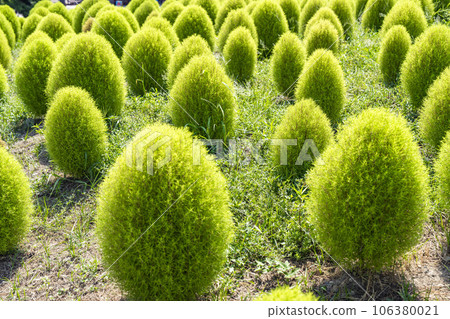 Hitachi Seaside Park in summer, lots of green kochia, Hitachinaka City, Ibaraki Prefecture 106380021