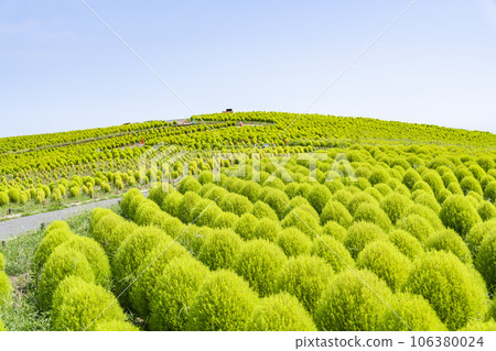 茨城縣常陸那珂市夏季的常陸海濱公園，綠油油的地膚 106380024