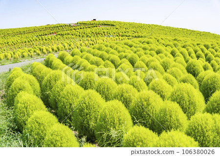 Hitachi Seaside Park in summer, lots of green kochia, Hitachinaka City, Ibaraki Prefecture Hitachi Seaside Park in summer, lots of green kochia, Hitachinaka City, Ibaraki Prefecture 106380026