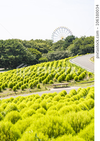 茨城縣常陸那珂市夏季的常陸海濱公園，綠油油的地膚 106380034