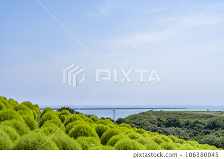 Hitachi Seaside Park in summer, lots of green kochia, Hitachinaka City, Ibaraki Prefecture 106380045