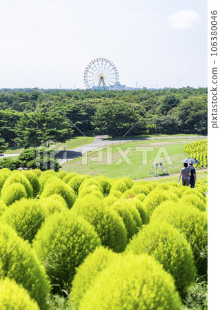 茨城縣常陸那珂市夏季的常陸海濱公園，綠油油的地膚 106380046