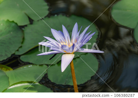 Tropical water lily 106380287