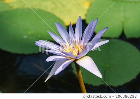 熱帶睡蓮 熱帶睡蓮 106380288