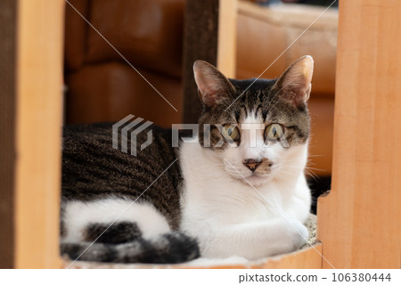 放鬆的貓野雞貓 106380444