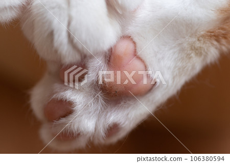 可愛的貓咪的手 可愛的貓咪的手 106380594