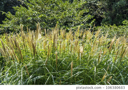 夏季常陸那珂海濱公園 潘帕斯草 茨城縣常陸那珂市 106380683