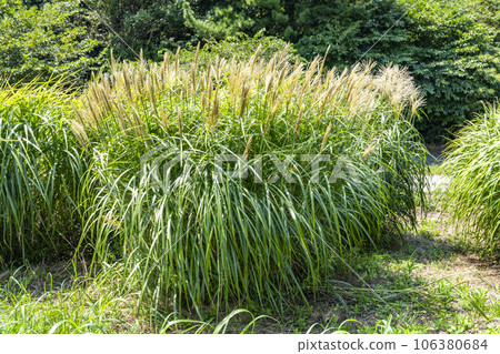 Summer Hitachinaka Seaside Park Pampas Grass Hitachinaka City, Ibaraki Prefecture Summer Hitachinaka Seaside Park Pampas Grass Hitachinaka City, Ibaraki Prefecture 106380684