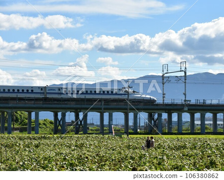Sunflower field and Shinkansen scenery 106380862