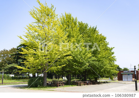 Summer Hitachi Seaside Park Ginkgo Tree Hitachinaka City, Ibaraki Prefecture 106380987