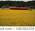 A local train running through golden rice fields 106382258