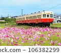 A local train running through a cosmos field 106382299