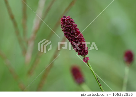 榛半湖湯菅路上拍攝到的火鸛 106382836