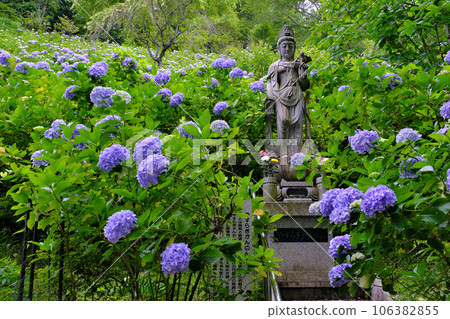 Hydrangeas of Asawatahara Plateau, Kanto's most famous spot, Chiba Prefecture Hydrangeas of Asawatahara Plateau, Kanto's most famous spot, Chiba Prefecture 106382855