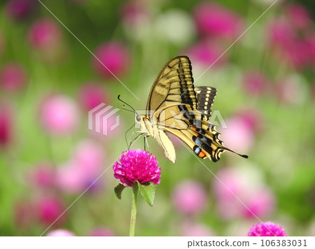 “Kyalya Swallowtail”從千日可麗餅中吸蜜 “Kyalya Swallowtail”從千日可麗餅中吸蜜 106383031