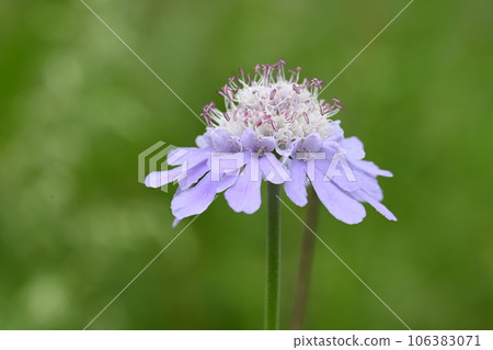 Pinus spp. photographed on the path of Lake Haruna half-seaweed Pinus spp. photographed on the path of Lake Haruna half-seaweed 106383071