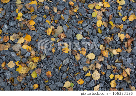 yellow fallen autumn leaves lie on gray stones yellow fallen autumn leaves lie on gray stones 106383186