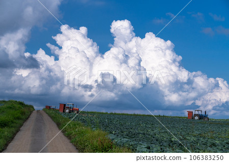 《Gunma Prefecture》Rural landscape of summer sky - cabbage field in Tsumagoi 106383250
