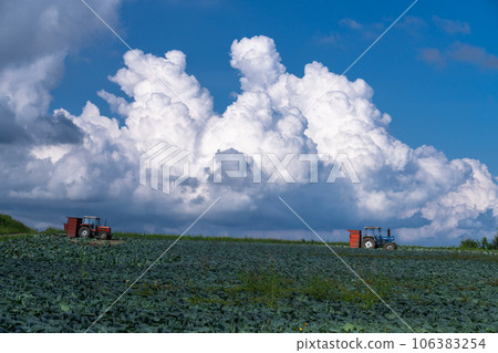《Gunma Prefecture》Rural landscape of summer sky - cabbage field in Tsumagoi 《Gunma Prefecture》Rural landscape of summer sky - cabbage field in Tsumagoi 106383254