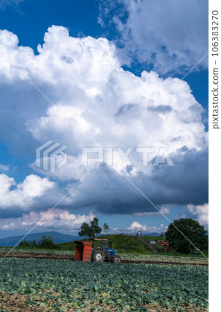《Gunma Prefecture》Rural landscape of summer sky - cabbage field in Tsumagoi 106383270