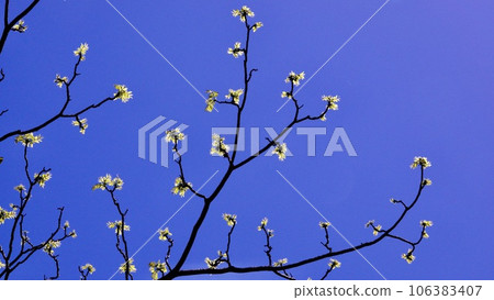 Young leaves in early spring with a blue sky in the background Young leaves in early spring with a blue sky in the background 106383407