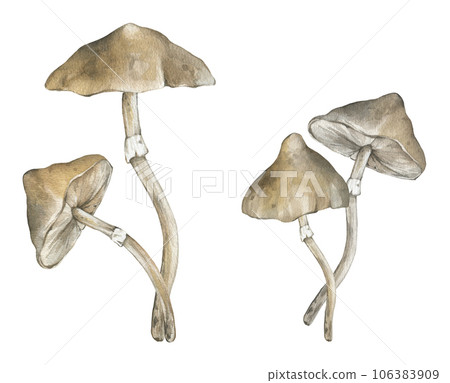 Poisonous mushrooms hand drawn illustration, family of inedible mushrooms Dangerous mushrooms, toadstool, fly agaric, white toadstool, family of mushrooms isolated on a white background 106383909