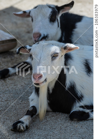 山羊(柴柳) 天王寺動物園 友誼船花園 山羊(柴柳) 天王寺動物園 友誼船花園 106383979