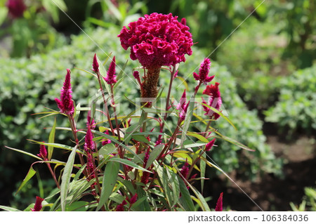 夏天花壇裡盛開的紅色雞冠花 106384036