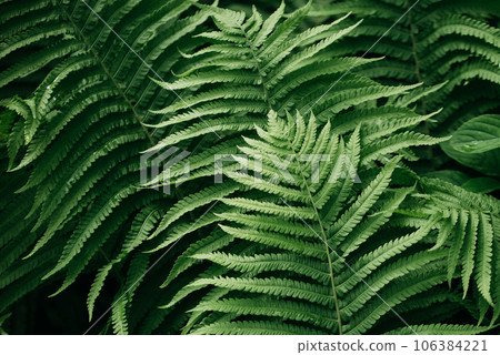 green fern leaves petals background. Vibrant green foliage. Tropical leaf. Exotic forest plant. Botany concept. Ferns jungles close up. jungle atmosphere and calm zen meditation green fern leaves petals background. Vibrant green foliage. Tropical leaf. Exotic forest plant. Botany concept. Ferns jungles close up. jungle atmosphere and calm zen meditation 106384221