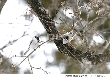 冬季北海道：黑冠山雀看著長尾山雀 106384222