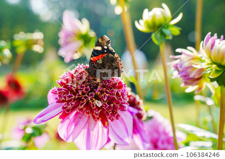 close-up. butterfly on a Dahlia flower with pink petals.  106384246