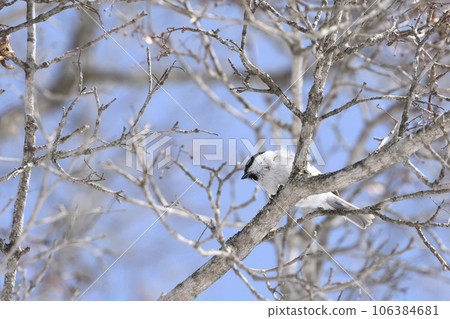 Hokkaido in winter A black-capped turtle standing on a branch and staring at something 106384681