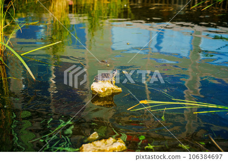 A small turtle on a rock in a pond. animals in the park. 106384697