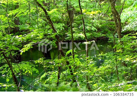 白神山脈的神秘十二湖 106384735