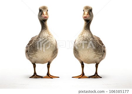 Geese photo realistic illustration - Generative AI. Geese photo realistic illustration - Generative AI. 106385177