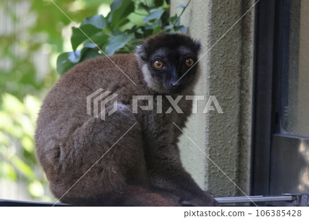 棕色狐猴 106385428