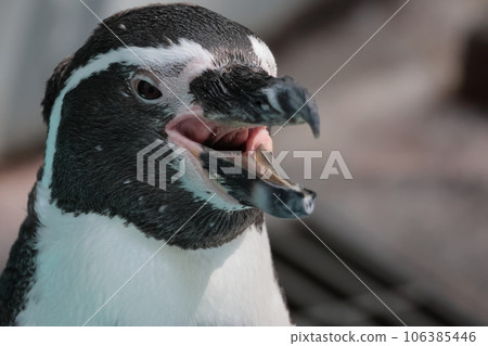 Humboldt Penguin Humboldt Penguin 106385446
