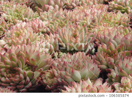 Beautiful succulents Beautiful succulents 106385874