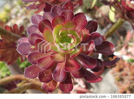 Beautiful succulents 106385877