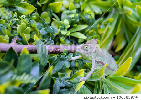 A veiled chameleon perched on a fake green A veiled chameleon perched on a fake green 106385974