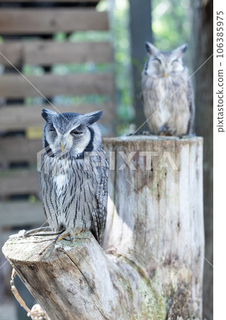 Two owls perched on a stump Two owls perched on a stump 106385975