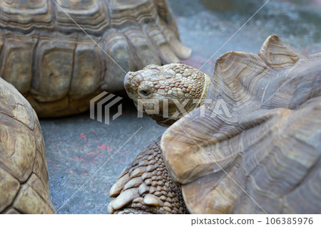 Upper body of a spurred tortoise kept in a zoo Upper body of a spurred tortoise kept in a zoo 106385976