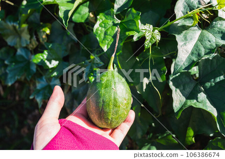 Asian gourd in hand 106386674