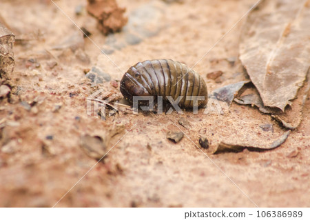 Glomerida ,Pill millipede is a millipede with a short segmented body. can roll into a bal Glomerida ,Pill millipede is a millipede with a short segmented body. can roll into a bal 106386989