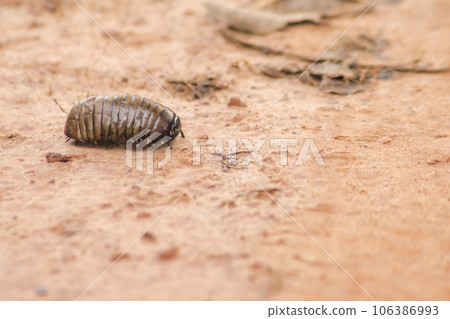 Glomerida ,Pill millipede is a millipede with a short segmented body. can roll into a bal 106386993