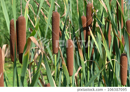 Ears of cattails, perennial emergent plants Ears of cattails, perennial emergent plants 106387095