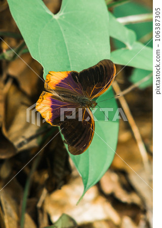 Large Assyrian wings above the wing surface are dark brown to black. The middle of the wings is blue and purple Large Assyrian wings above the wing surface are dark brown to black. The middle of the wings is blue and purple 106387305