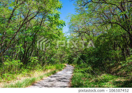 Gravel road leading through the forest Gravel road leading through the forest 106387452